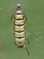 The beginning of a Chrysalis
