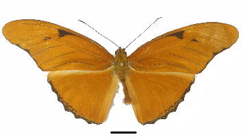 Male variant