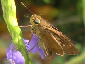 Panoquina sylvicola on Porterweed 