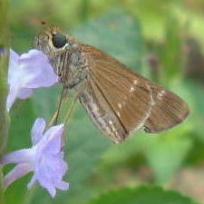 Panoquina sylvicola on Porterweed 