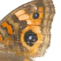 Absent white band on the upper wing 