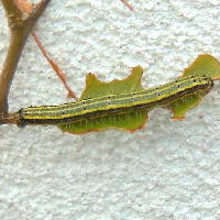 Caterpillar on Capparis sp