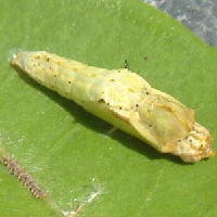 Middle stage of pupation