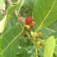 Ficus aurea / Wild Fig