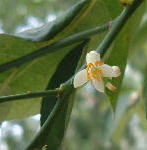 Citrus aurantifolia / 